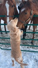 Golden Retriever Befriends Horses