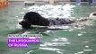 Pets with Professions: The K9 lifeguards who literally doggy paddle