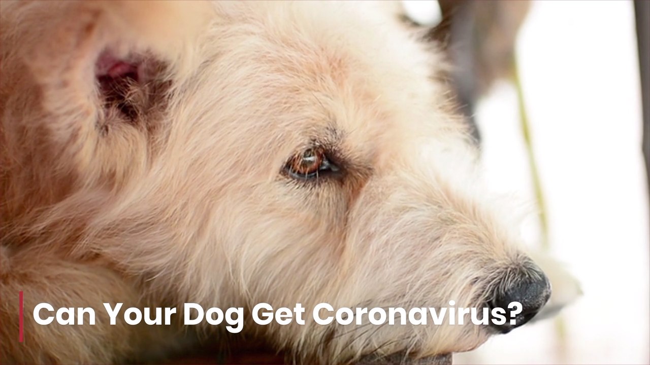 Can Your Dog Get Coronavirus
