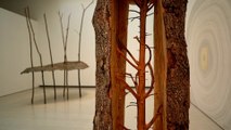 Trees on display: New exhibition showcases natural world