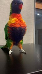 Adorable Rainbow Lorikeet Having a Dance