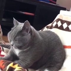 Funny cat group clips