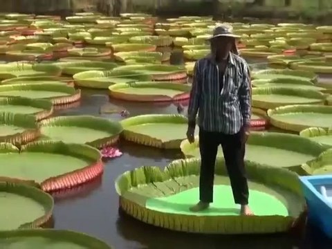 Ces nénuphars sont si gros que les gens peuvent se tenir debout dessus