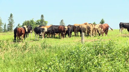 04 mars PG ferme bovin - topo HD