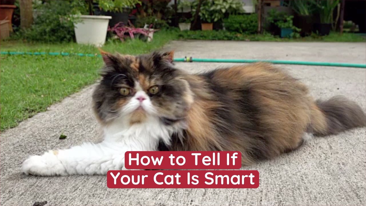 How Smart Is Your Cat