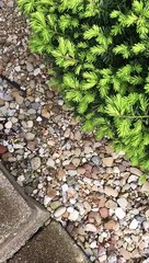 Superhero Mom Saves Frog from Snake