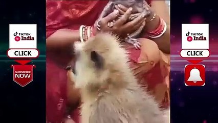Funny Animals videos - funny monkey videos - funny vines videos - funny videos - funny vines - funny vines fails - funny animals - homeless animals - cats video - cute cats video - baby cats video - dogs video - cute dogs - baby dogs -funny cats - #3