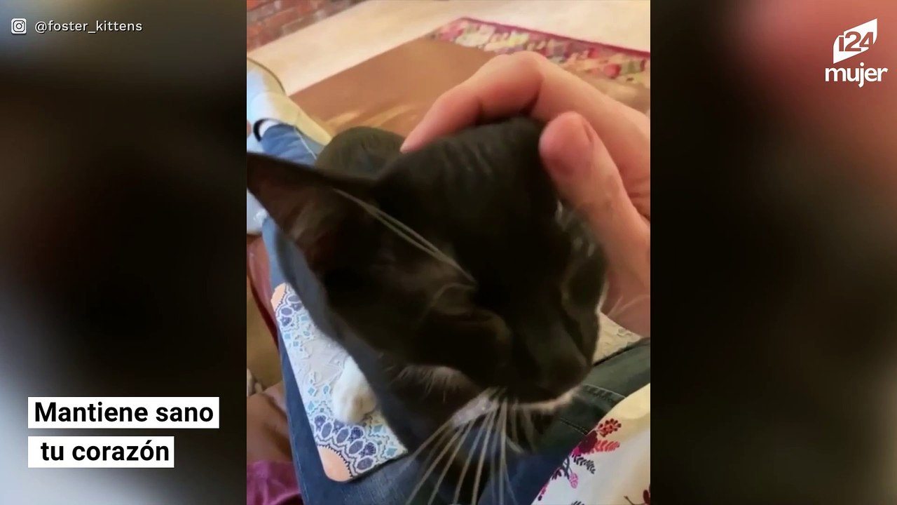 Razones científicas que demuestran que amar a los gatos es bueno para la salud