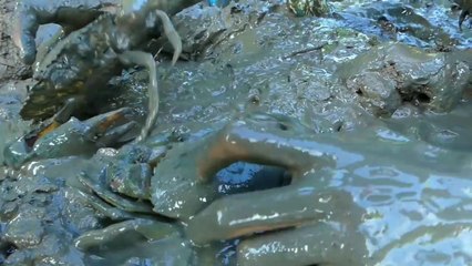 Experiment: Bear Brand and Mentos Catch Big Crabs In Hole By Smart Boy