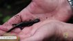 This Four-Inch Salamander Undergoes Half-Mile Migration Every Year
