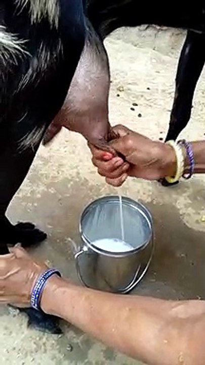 बकरी_का_दूध_निकालते_हुए
