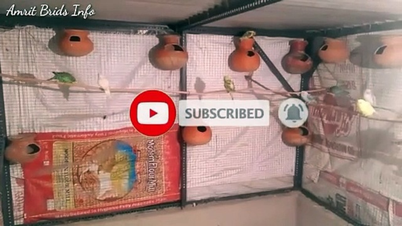 Australian parrots colony update