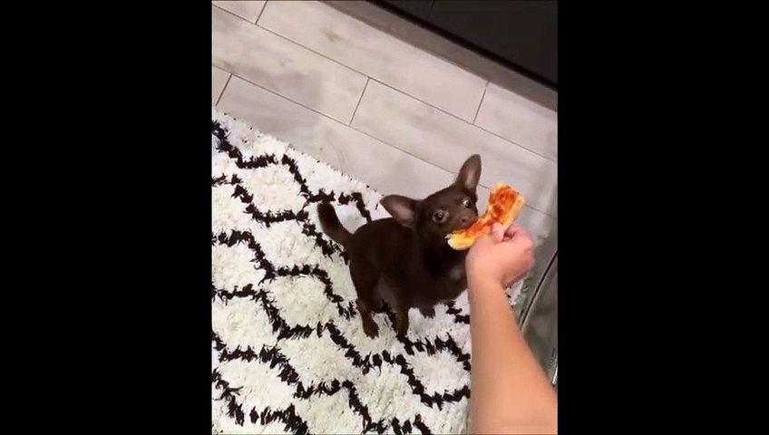 Ce chien se souviendra que la pizza ce n'est pas bon pour les dents