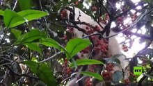 شاهد.. القرد الوحيد في العالم المصاب بالبهاق