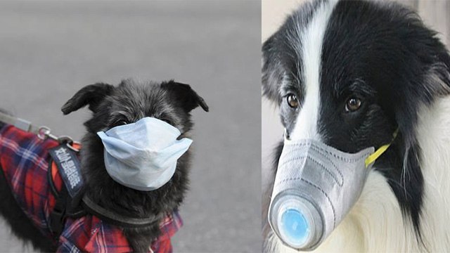 Coronavirus : पालतू कुत्ते को हुआ कोरोना वायरस | Pet dog corona in Hong Kong | Boldsky