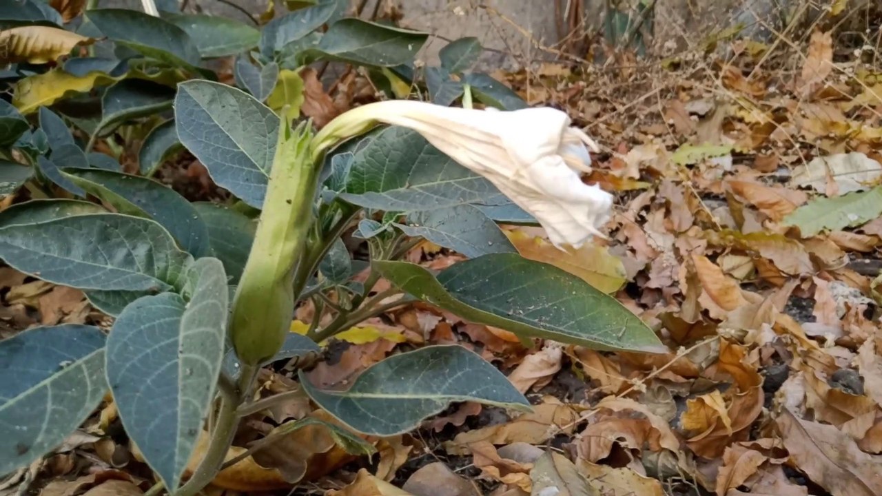 गंजेपन का इलाज़ करें ये टिप्स आपके बालों को झड़ने से रोकने में मददगार साबित होगी।