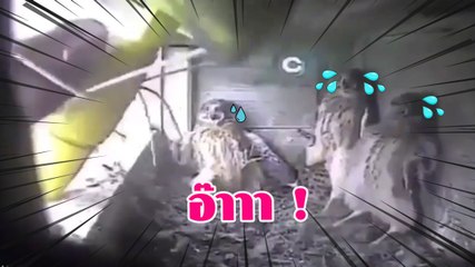 ขำ !! เปิดนาที 3 นก สุดผวา มนุษย์ส่งอาหาร นึกว่าสัตว์ประหลาดบุก