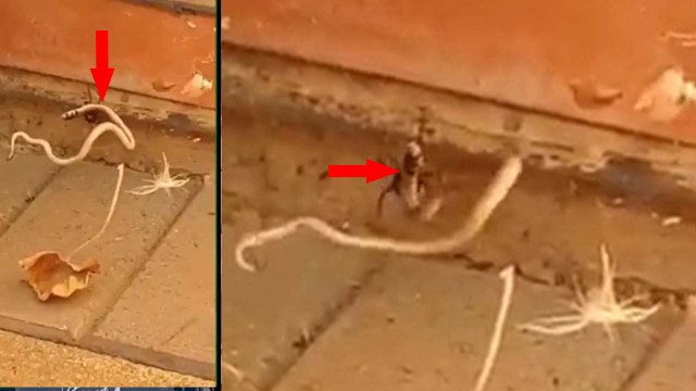 Video: जब मकड़ी के जाल में फंस गया जहरीला सांप, देखें फिर क्या हुआ