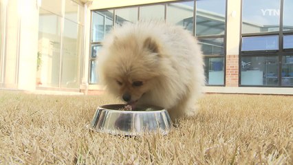 [녹색] 반려동물 건강 챙기세요...기능성 식품 속속 개발 / YTN