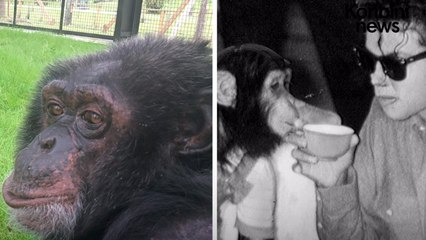 Le sanctuaire des grands singes : une seconde vie