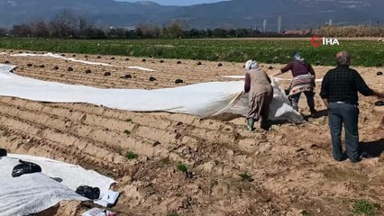 Patates Üreticisi Don Tehlikesine Karşı Ürünlerini Elyaf Örtüyle Kapladı