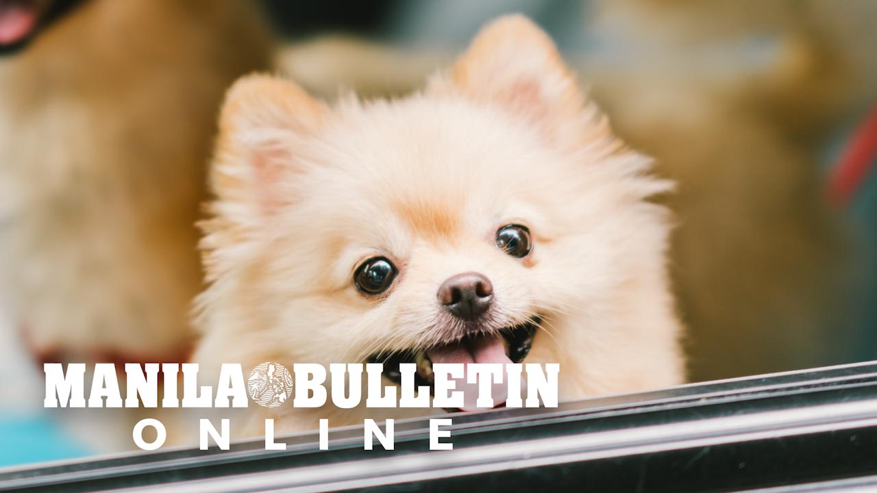 Pet dog infected with COVID-19 in Hong Kong