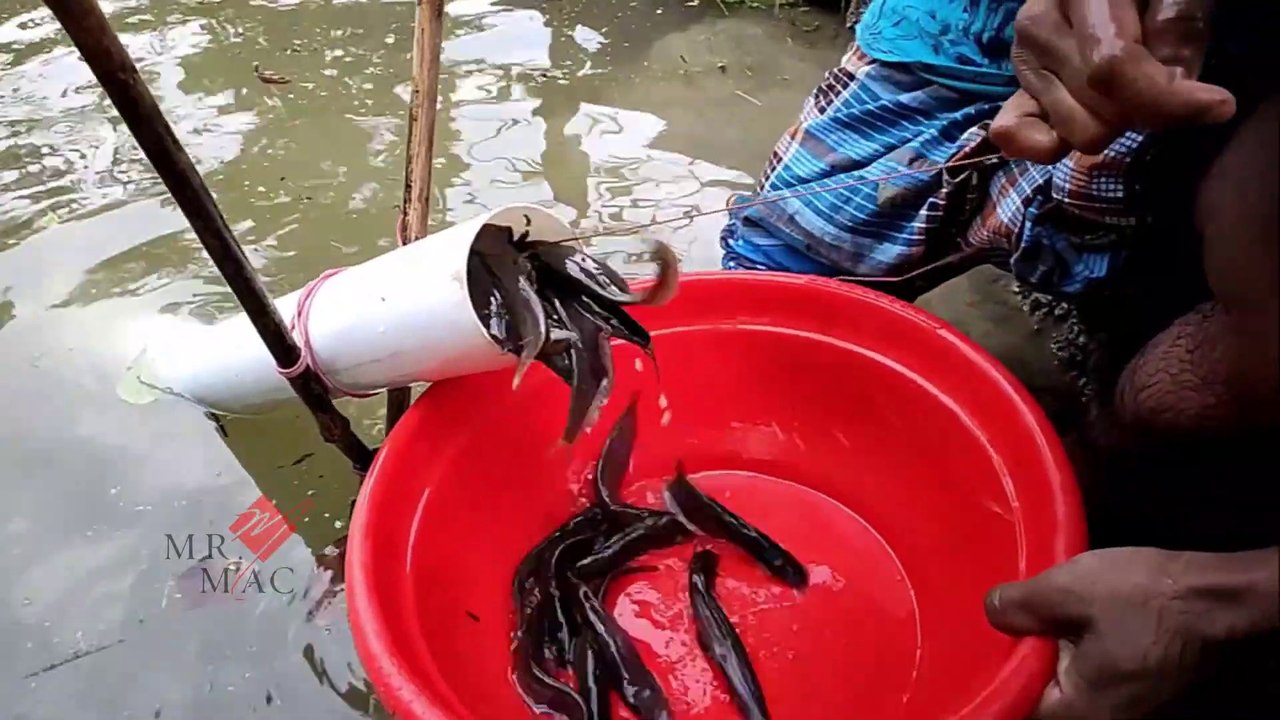 Unique Fishing Trapping System | Believe This Fishing | Use PVC Pipe Can Catch A Lot Of Eels & Fish.
