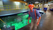 Blippi Visits The Aquarium - Educational Fish and Animals for Kids and Toddlers