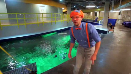 Blippi Visits The Aquarium - Educational Fish and Animals for Kids and Toddlers