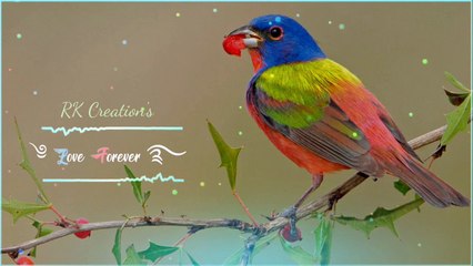 Romantic Flute Ringtone New Flute Ringtone