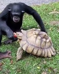 Un chimpanzé a le sens du partage en donnant sa pomme à une tortue