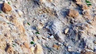 Baby ibex descends mountains to escape a fox - Planet Earth II- Mountains - BBC