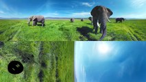 Surrounded by Wild Elephants in 4k 360