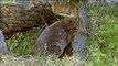 How Beavers Build Dams - Leave it to Beavers - PBS