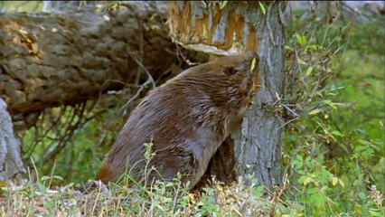 How Beavers Build Dams - Leave it to Beavers - PBS