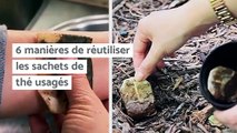 6 manières de réutiliser les sachets de thé usagés
