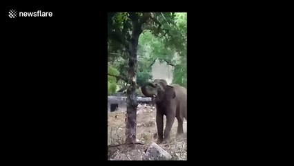Crowd cheers as determined elephant in India finally plucks food from tree