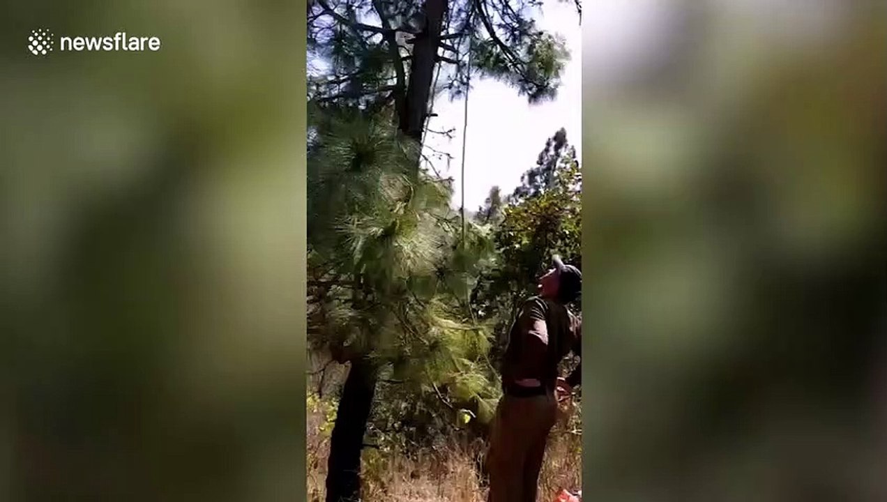 Woman climbs tree to escape leopard and gets electrocuted by live wire