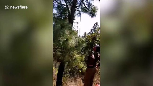 Woman climbs tree to escape leopard and gets electrocuted by live wire