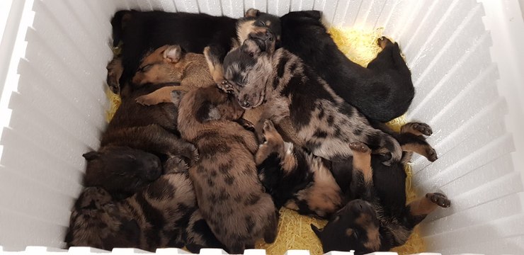 Ces 9 chiots ont été jetés par dessus une clôture...