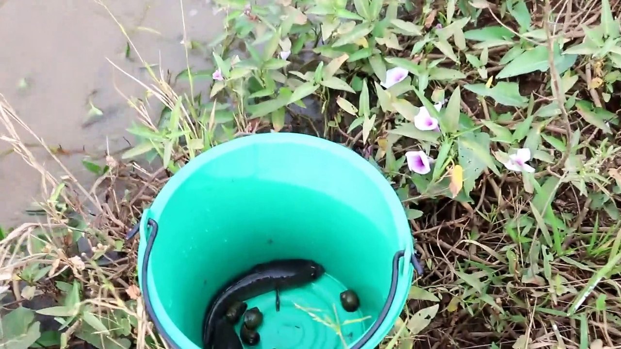 Traditional hand Fishing In Battambang - How To Catches Fishs (part 023)