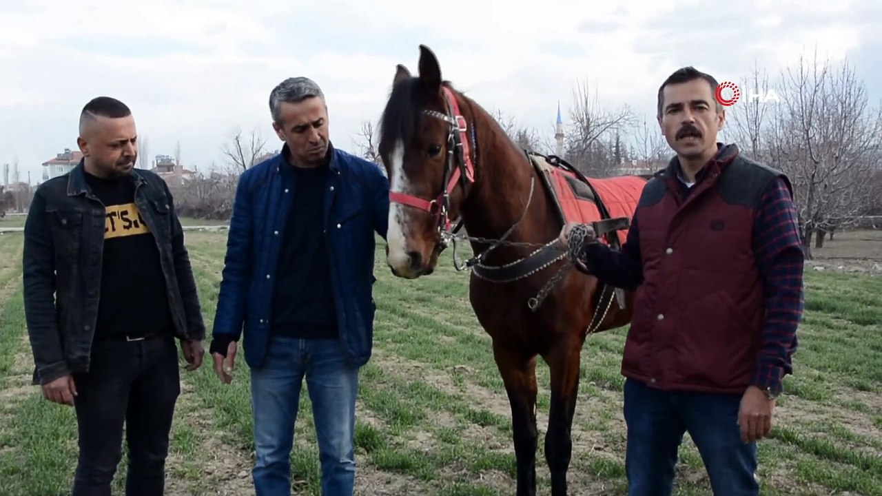 Kuyruğu Kopan At İçin 2 Buçuk Saatlik Yeni Kuyruk Operasyonu