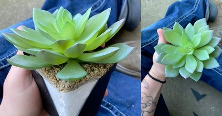 Elle arrose sa plante pendant deux ans et se rend compte qu'elle est en plastique