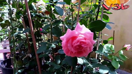 Cách Làm NƯỚC HOA HỒNG Đơn Giản Tại Nhà Make Rose Water At Home