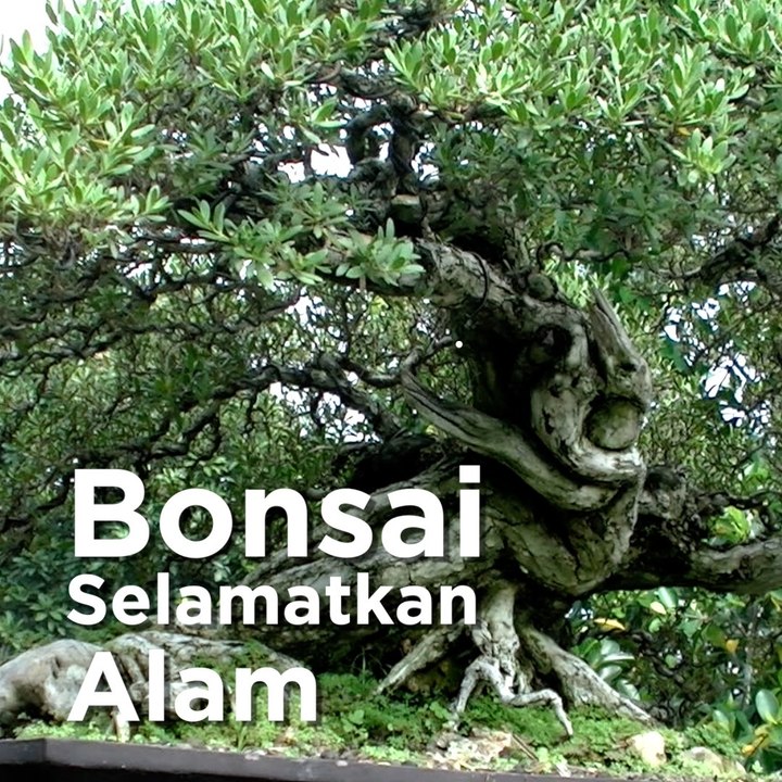 Bonsai Selamatkan Alam