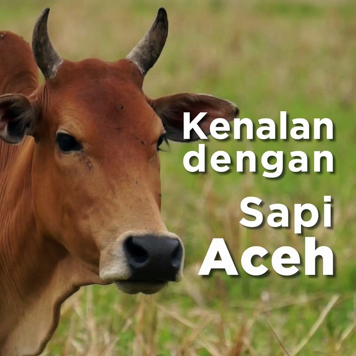 Kenalan dengan Sapi Aceh