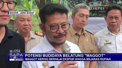 Di Bogor, Belatung Pengurai Sampah Memiliki Nilai Ekspor yang Tinggi!
