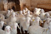 Halk Elinde Hayvan Islahı Ülkesel Projesi ile Eşme koyunlarının et ve süt kapasitesi artırıldı