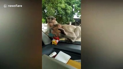 Cheeky monkey tries to eat pack of biscuits through a car windscreen