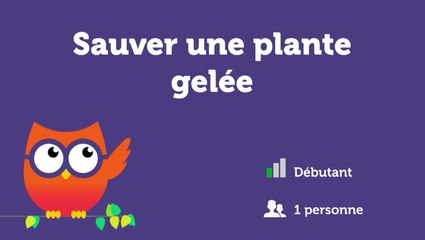Sauver une plante gelée